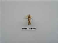 藏品(尺蠖蛾科)的圖片